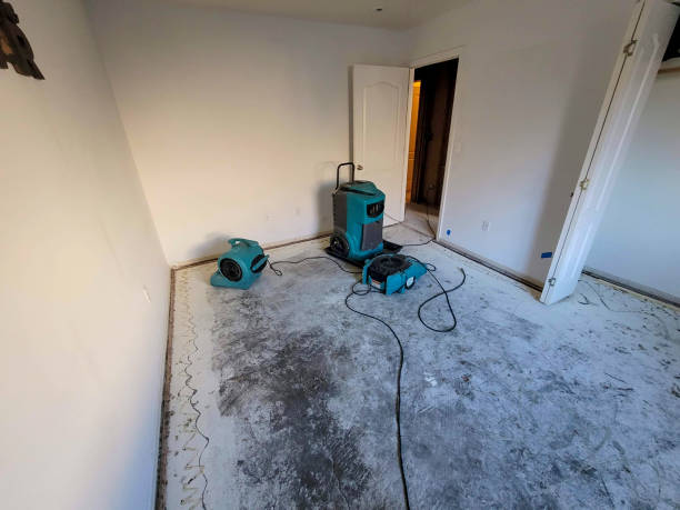 Best Mold removal after water damage  in Willard, UT