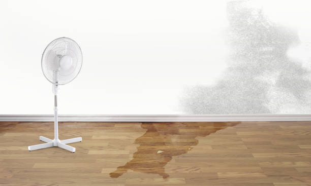 Best Sewage cleanup and water damage restoration  in Willard, UT