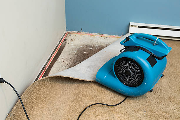 Best Professional water damage repair  in Willard, UT
